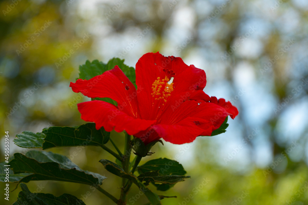 Hibiscus, commonly called hibiscus, is a genus of about 150 accepted species, of the more than 1000 described, of the family Malvaceae, native to tropical and subtropical regions. Hibiscus, commonly called hibiscus, is a genus of about 150 accepted species, of the more than 1000 described, of the family Malvaceae, native to tropical and subtropical regions.