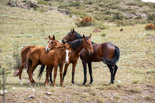 horse and foal in the field © Александр Ульман