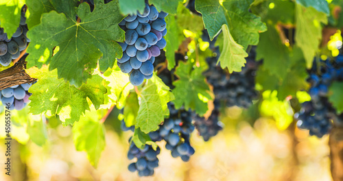 Ripe red wine grapes background or natural internet banner. Autumn harvesting vineyard