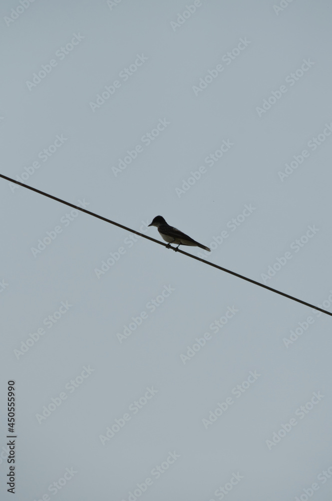 An Eastern Kingbird perched on a Powerline An Eastern Kingbird perched on a Powerline