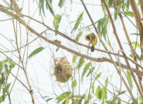 Asian golden weaver