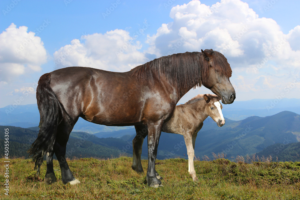 Fototapeta premium horse and foal, mountain breed mare mother with foal in the mountains