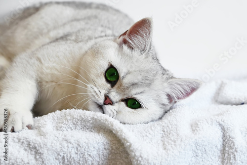 A white cat with green eyes lies on a white background. British silver chinchilla.