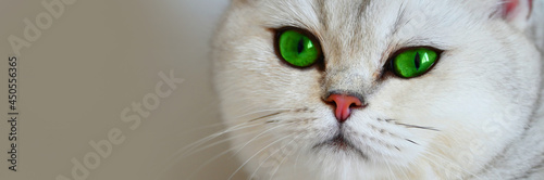 A white cat with green eyes on a white background. British silver chinchilla.