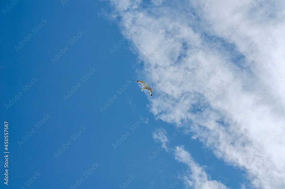 Fototapeta premium white gull flies in the blue sky