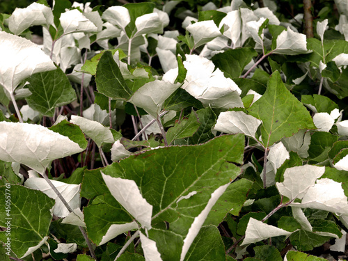 macro di cespuglio di foglie bicolori in campagna photo