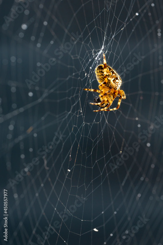 Close up of a garden cross spider (Araneus diadematus) in its web, illuminated by the sun.