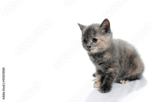Gray thoroughbred kitten sits on a white isolated background