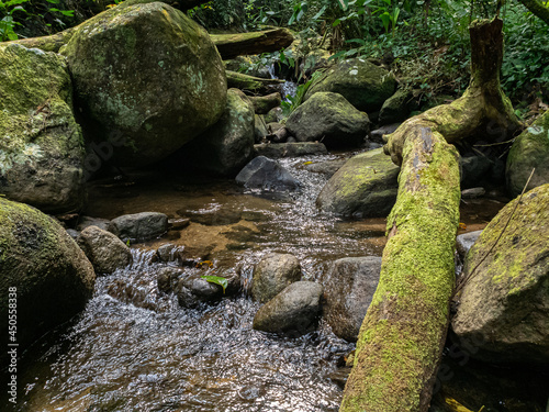 cenário com um pequeno nascente no meio de uma floresta tropical com troncos caídos na margem, tudo coberto de musgo e vegetação nativa e lindas pedras todos os lados photo