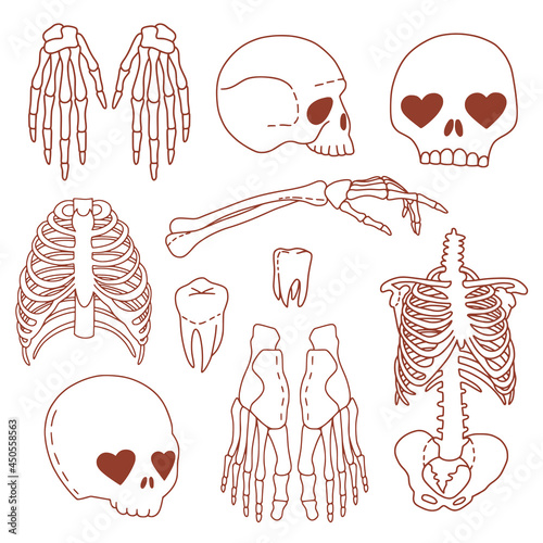 Set of line art human body anatomy