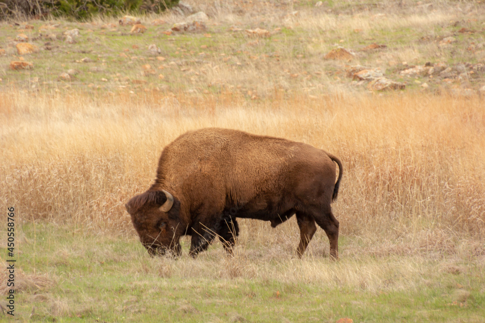 american bison in park national park american bison in park national park
