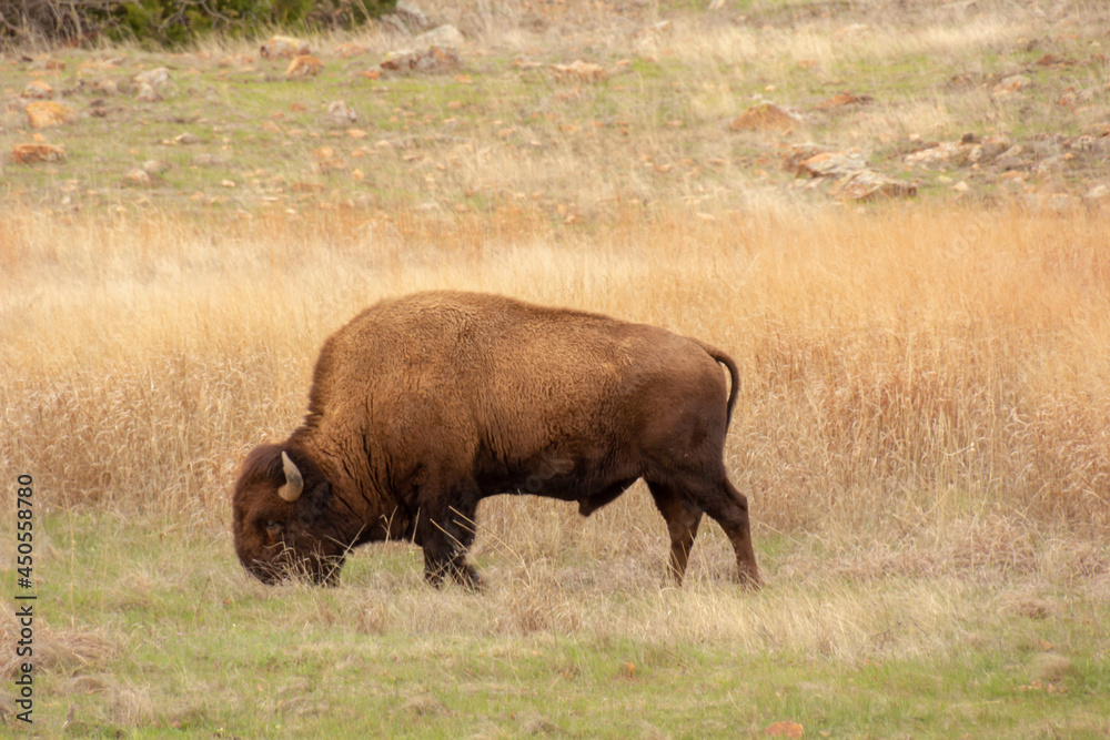 american bison in park national park american bison in park national park