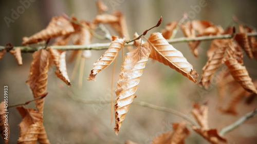 Fototapeta Naklejka Na Ścianę i Meble -  Nature_02