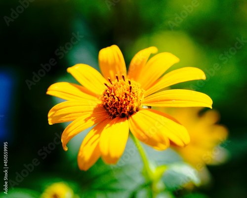 yellow flower in the garden