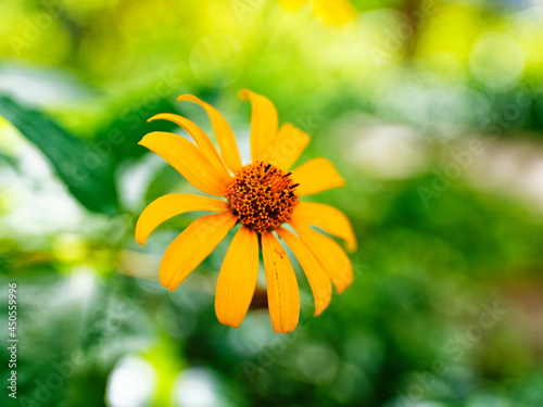 yellow flower in the garden