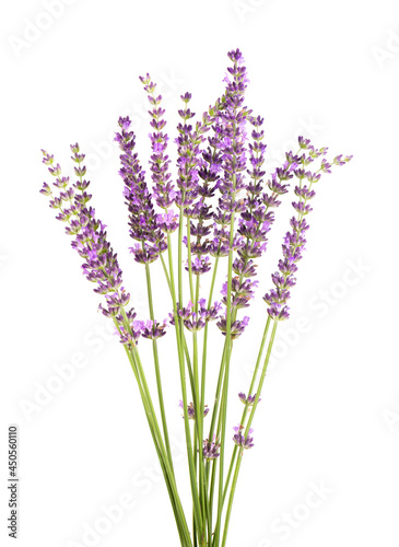 Lavender flowers  isolated on white background. Bunch of Lavandula or lavender flowers. Medicinal herbs.