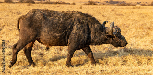 Cape buffalo in the Rietvlei Nature Reserve, Gauteng, South Africa.
