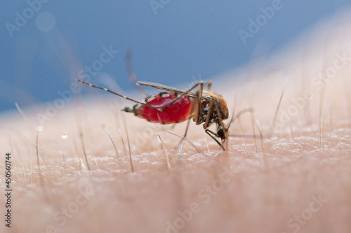 Mosquito