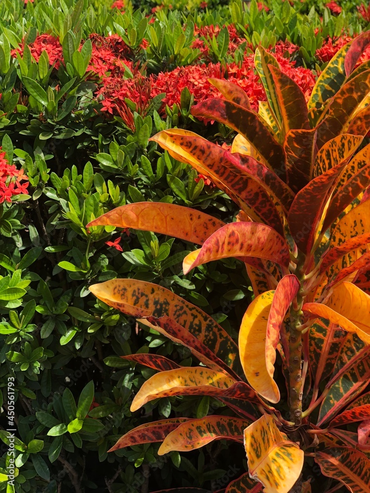 photo of trees and flowers in Thailand photo of trees and flowers in Thailand
