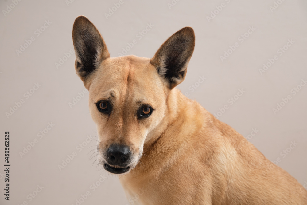 Golden Dog portrait on Isolated plain Background Golden Dog portrait on Isolated plain Background