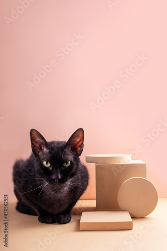 Black cat sitting near modern beige circle and square podium for product on pastel background with copy space. Advertising cube mockup. Empty pedestal for product. Vertical orientation, side view.