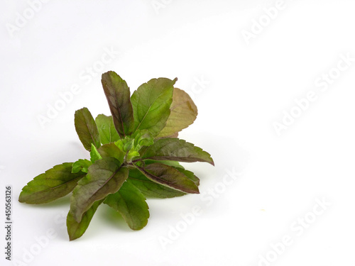 Fresh red basil leaves, isolated on white background.
