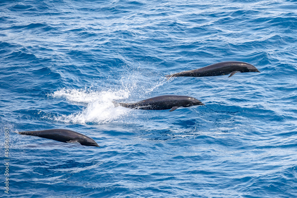 Naklejka premium Northern Right Whale Dolphins jumping out of the water off the coast of Western Canada