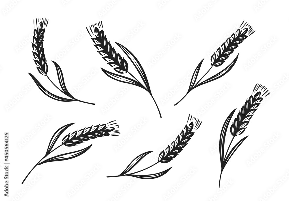 Ears of wheat, barley or rye icon. Bread, bakery symbol. Vector illustration