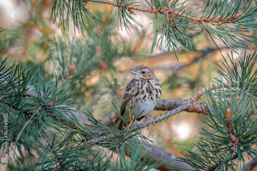 Beautiful portrait of a forest variegated bird among pine branches, close-up. Anthus trivialis. Bird watching, wild life