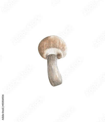 Mushrooms illustration in watercolor. Hand-drawn.