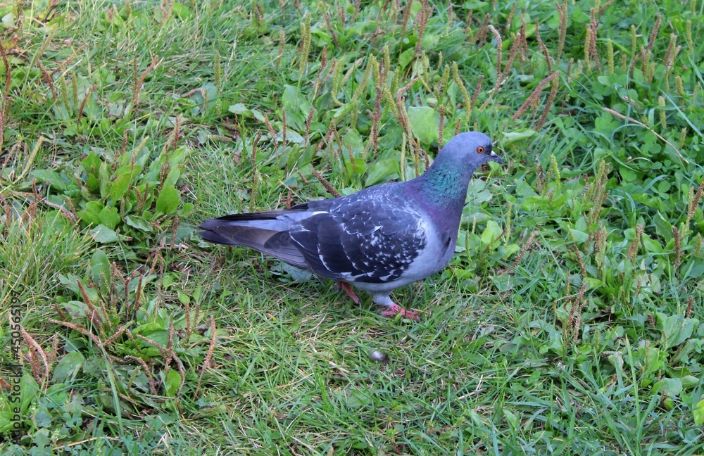 Fototapeta premium pigeon in the park