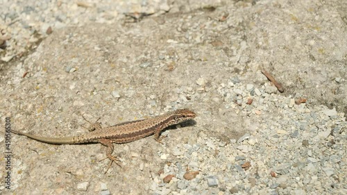 Common wall lizard crawling on stones in the morning (Podarcis Muralis)	