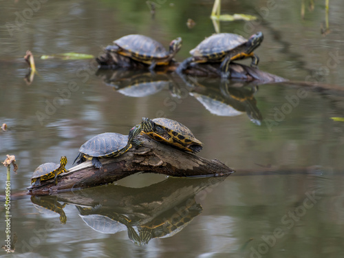 Red-eared slider turtles basking on logs in a pond.