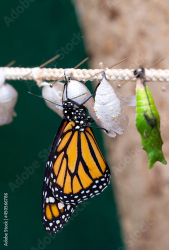 Amazing moment , Closeup   beautiful Butterflies farm. Sign In Different butterflies chrysalis on a branch 