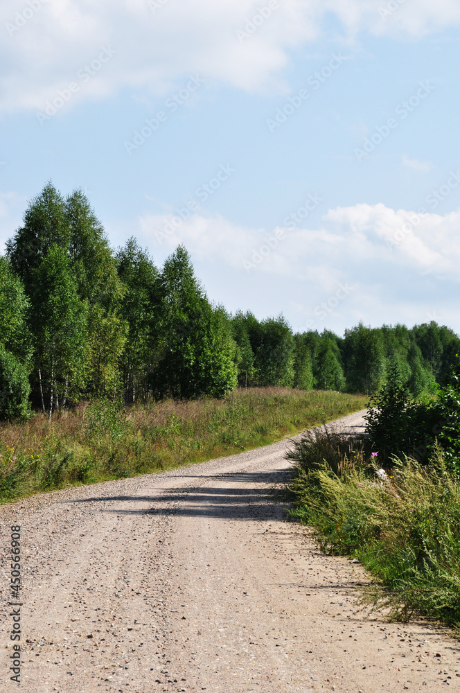 Panoramic view of the country road. Dirt road going through the forest. Sunny day in the forest.