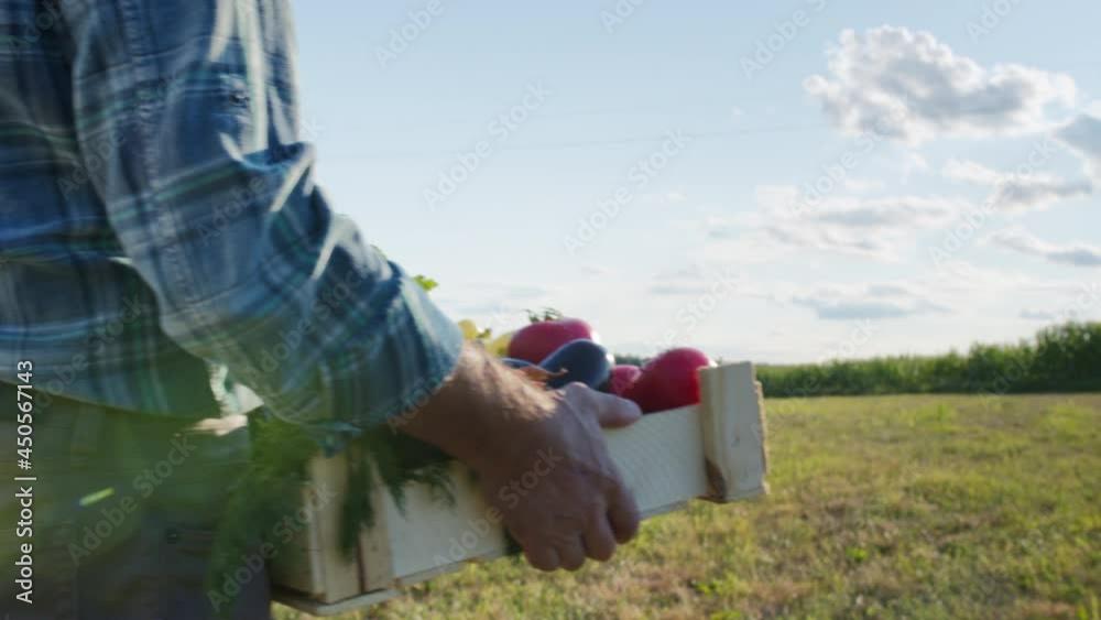 Farmer carrying wooden box full of fresh vegetables. Harvest season concept. Man gathering vegetables from garden beds, holding pile of crops and walking in field plantation. Countryside life Farmer carrying wooden box full of fresh vegetables. Harvest season concept. Man gathering vegetables from garden beds, holding pile of crops and walking in field plantation. Countryside life