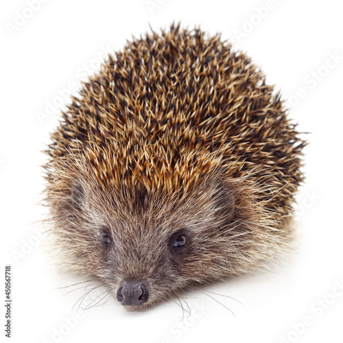 One big brown hedgehog.