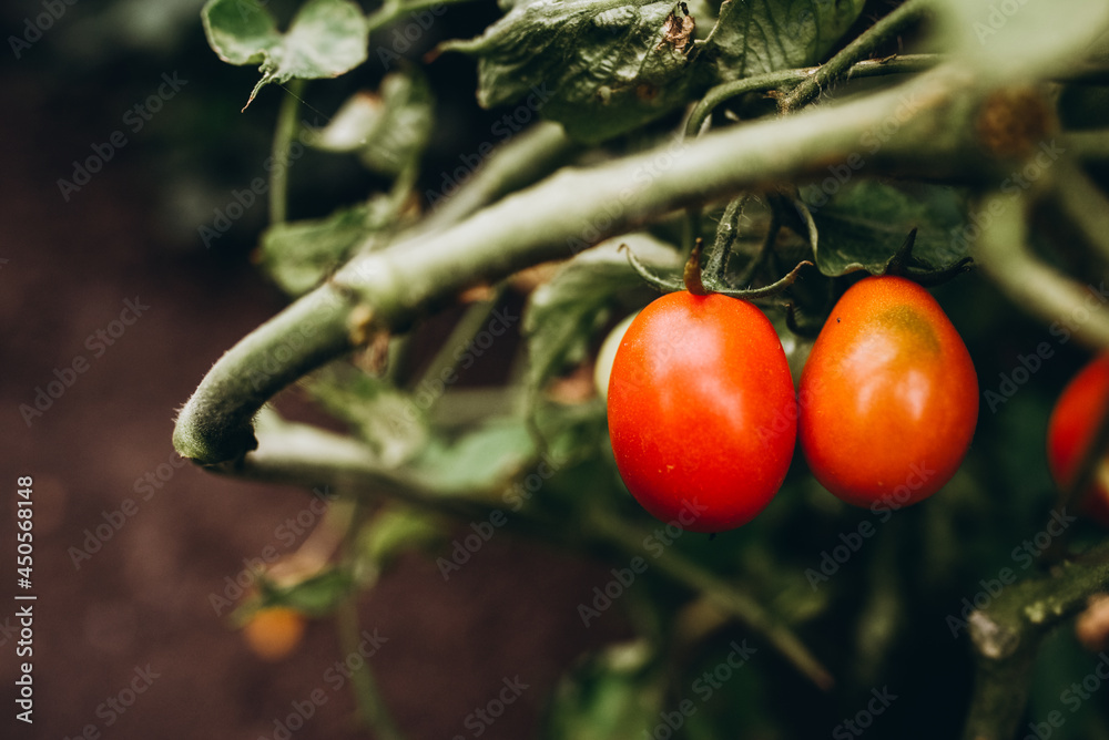 Beautiful red ripe heirloom tomatoes grown in a greenhouse. Gardening tomato picture with copy space. Shallow depth of field