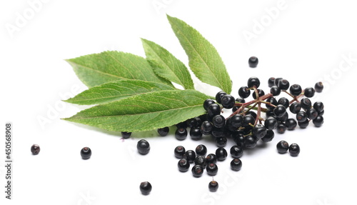 Danewort, dwarf elder plant with elderberries and leaves on twig isolated on white background with clipping path (sambucus ebulus)