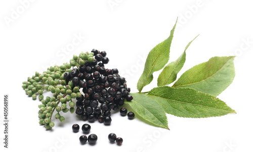 Danewort, dwarf elder plant with elderberries and leaves on twig isolated on white background with clipping path (sambucus ebulus)