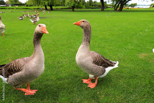 Beautiful gray geese, perigord geese walk on green lawn in summer on goose farm. Goose meat, French foie gras delicacy, poultry in village. Waterfowl hunting