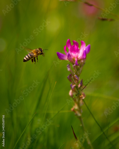 flying bee landing on a flower in the Alps meadow 