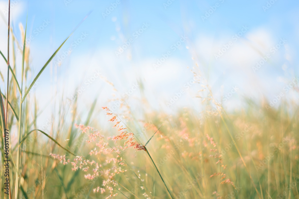 grass and sky grass and sky