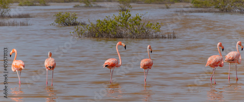 Flamingo o flamenco rosa sobre agua en plena naturaleza
