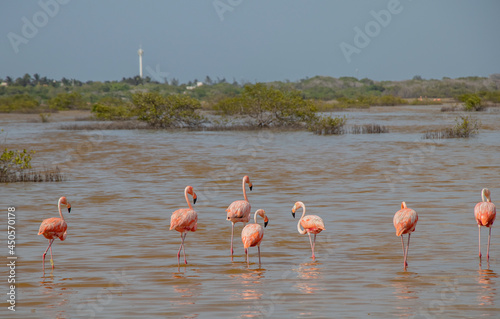 Flamingo o flamenco rosa sobre agua en plena naturaleza