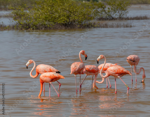 Flamingo o flamenco rosa sobre agua en plena naturaleza