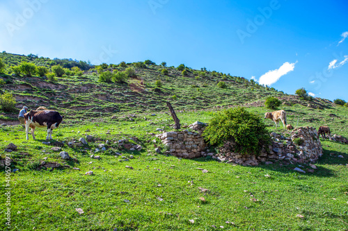 Grazing cows on the mountainside. The village of Makhchesk. North Ossetia. Russia. photo