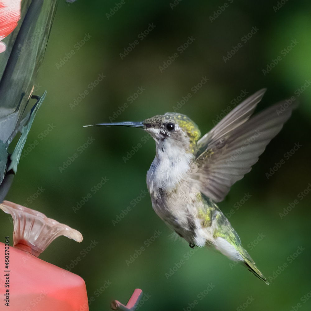 Fototapeta premium Hummingbird feeding in flight