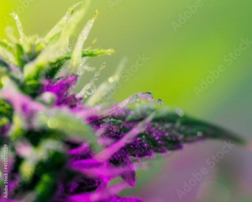 Medical marijuana plant in greenhouse. full spectrum lamp. cannabis bud background, trichomes. legalization in canada, usa and around the world.