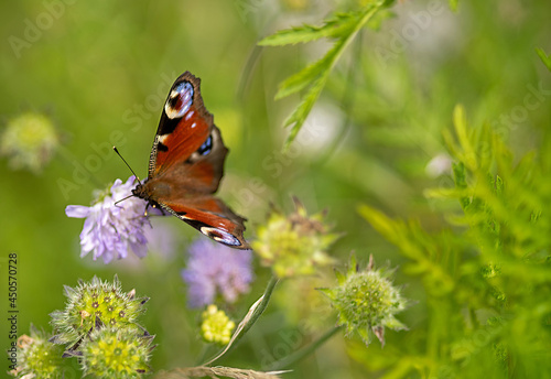 Tagpfauenauge auf einer Blüte photo